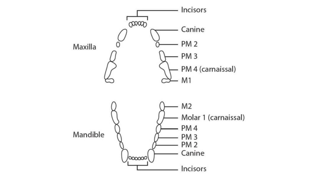 diagram of a cat dental anatomy