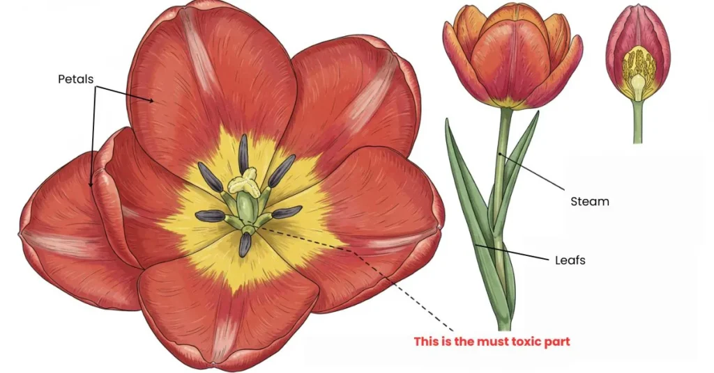 Which Parts of the Tulip Are Harmful